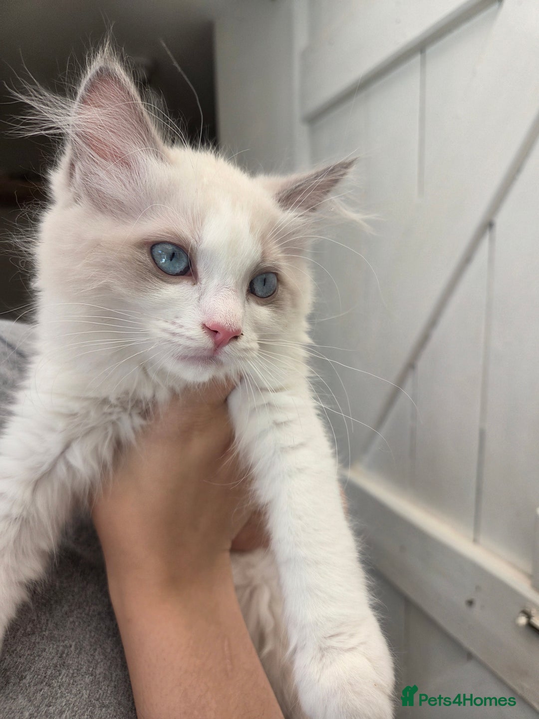 Ragdoll cats for sale: Lilac/cream ragdoll girl, 13 weeks 🤍 - Image 1