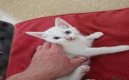 Siamese cats for sale: Siamese /balinese cross kittens - Image 4