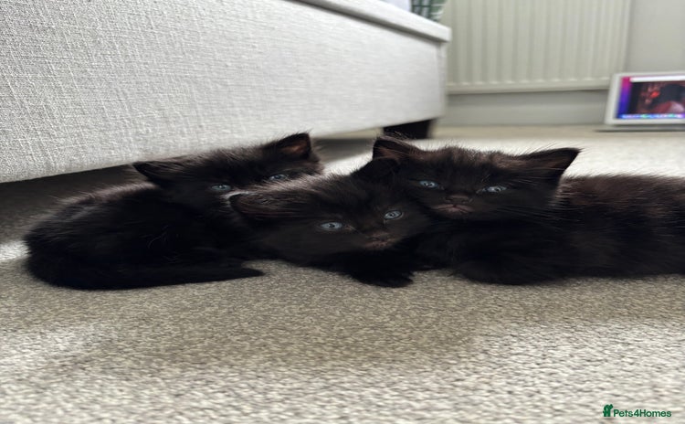 Mixed Breed cats - Advert 10