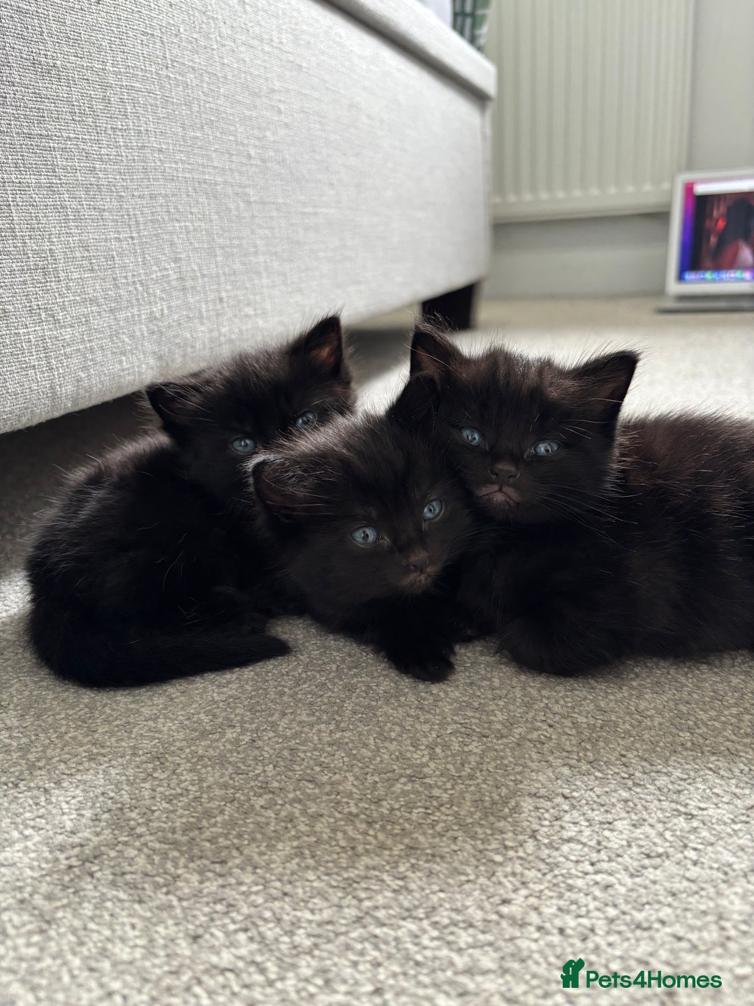 Mixed Breed cats for sale: Maine Coon mixed kittens  - Image 1