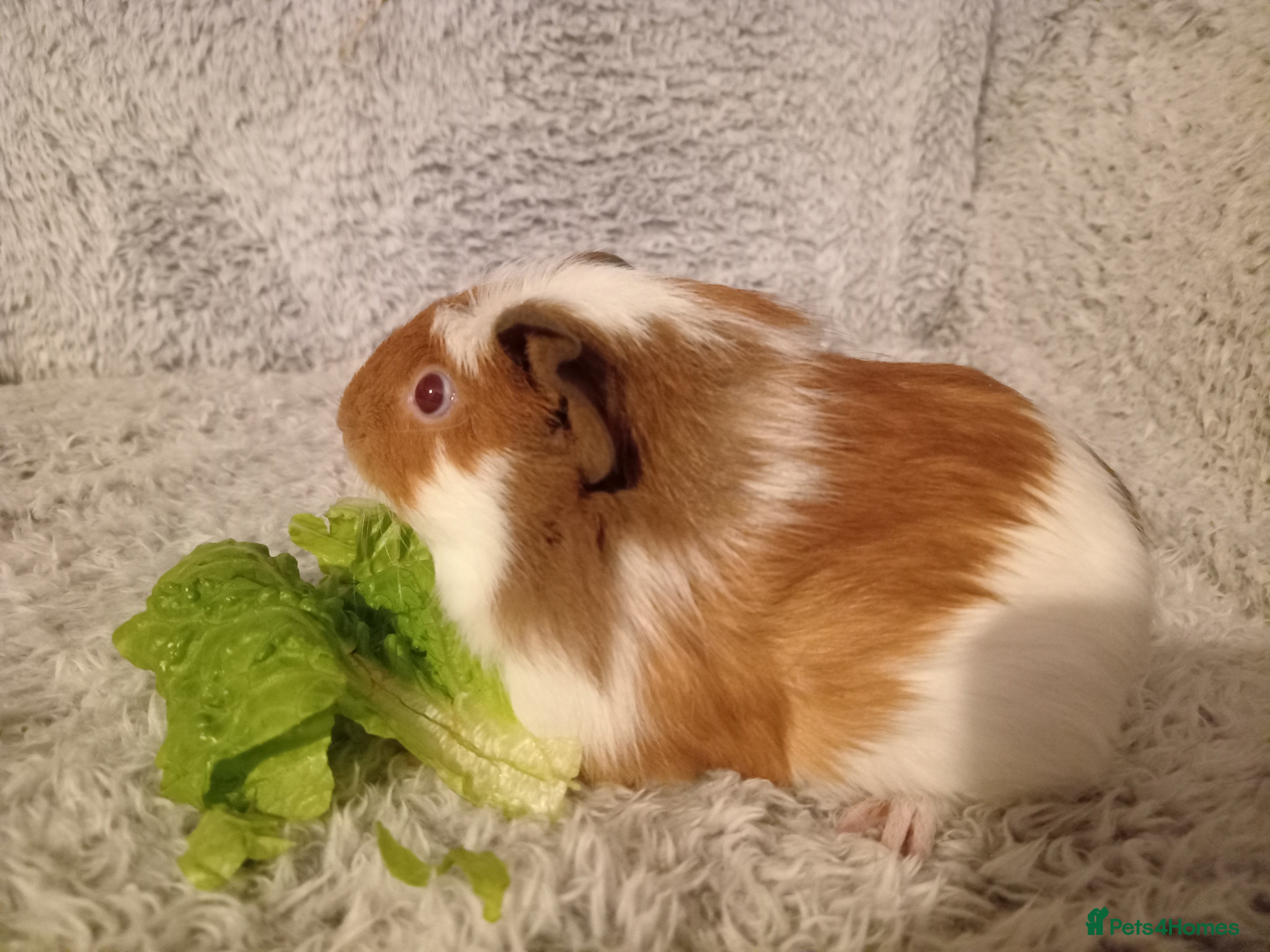 Guinea Pig rodents 2 boars looking 4 there forever home  - Advert 12