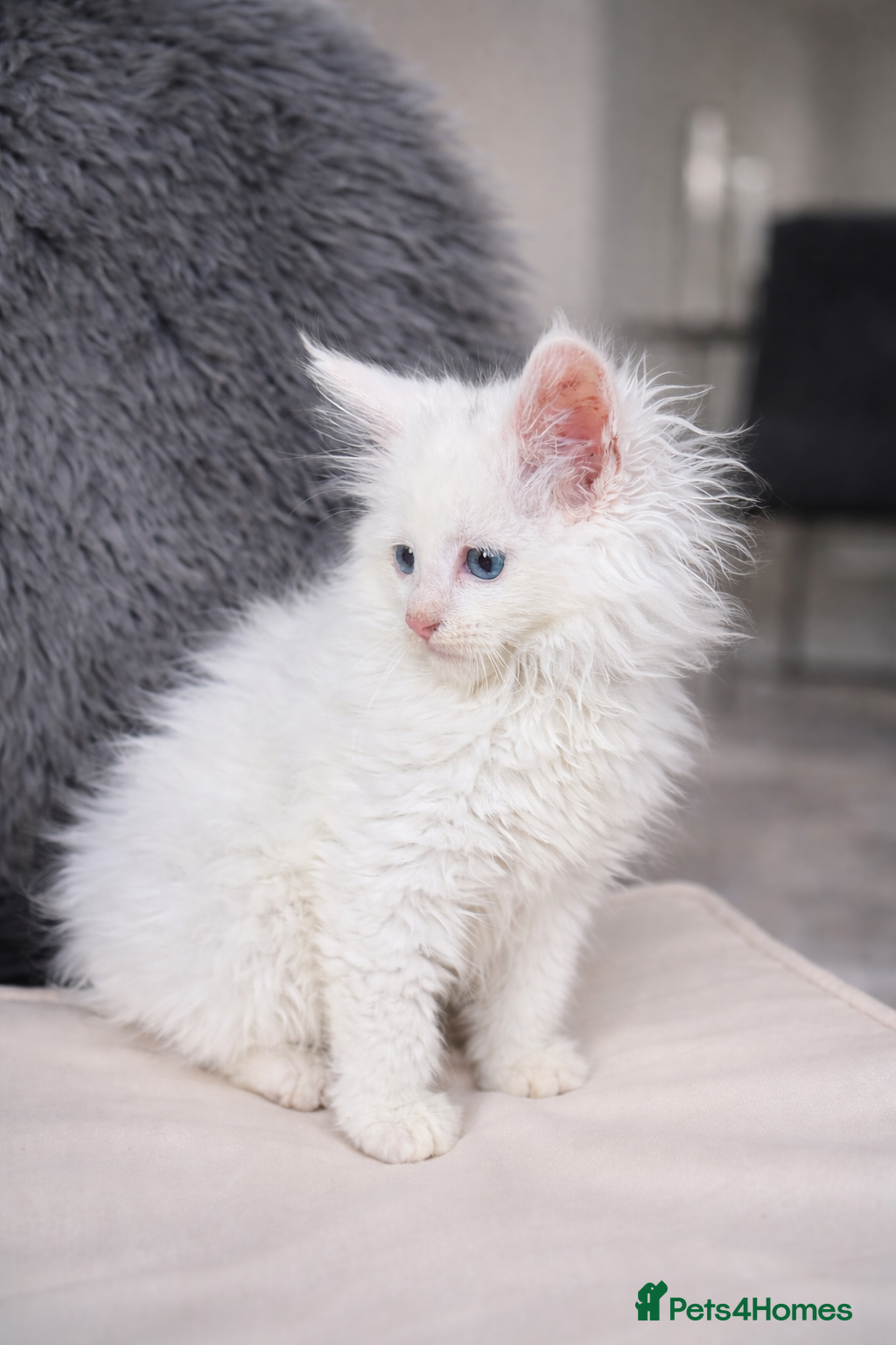 Maine Coon cats 1 LEFT ⭐️ White Maine Coon Kitten 🩷 - Advert 4