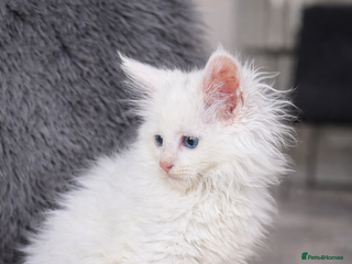Maine Coon cats 1 LEFT ⭐️ White Maine Coon Kitten 🩷 - Advert 4