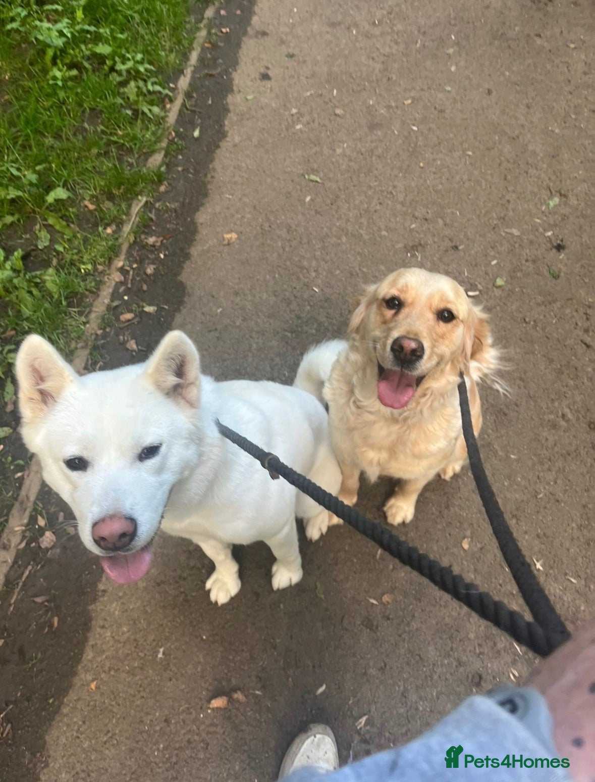 Golden Retriever dogs Two Loving Dogs Looking for Their Forever Home  - Advert 6