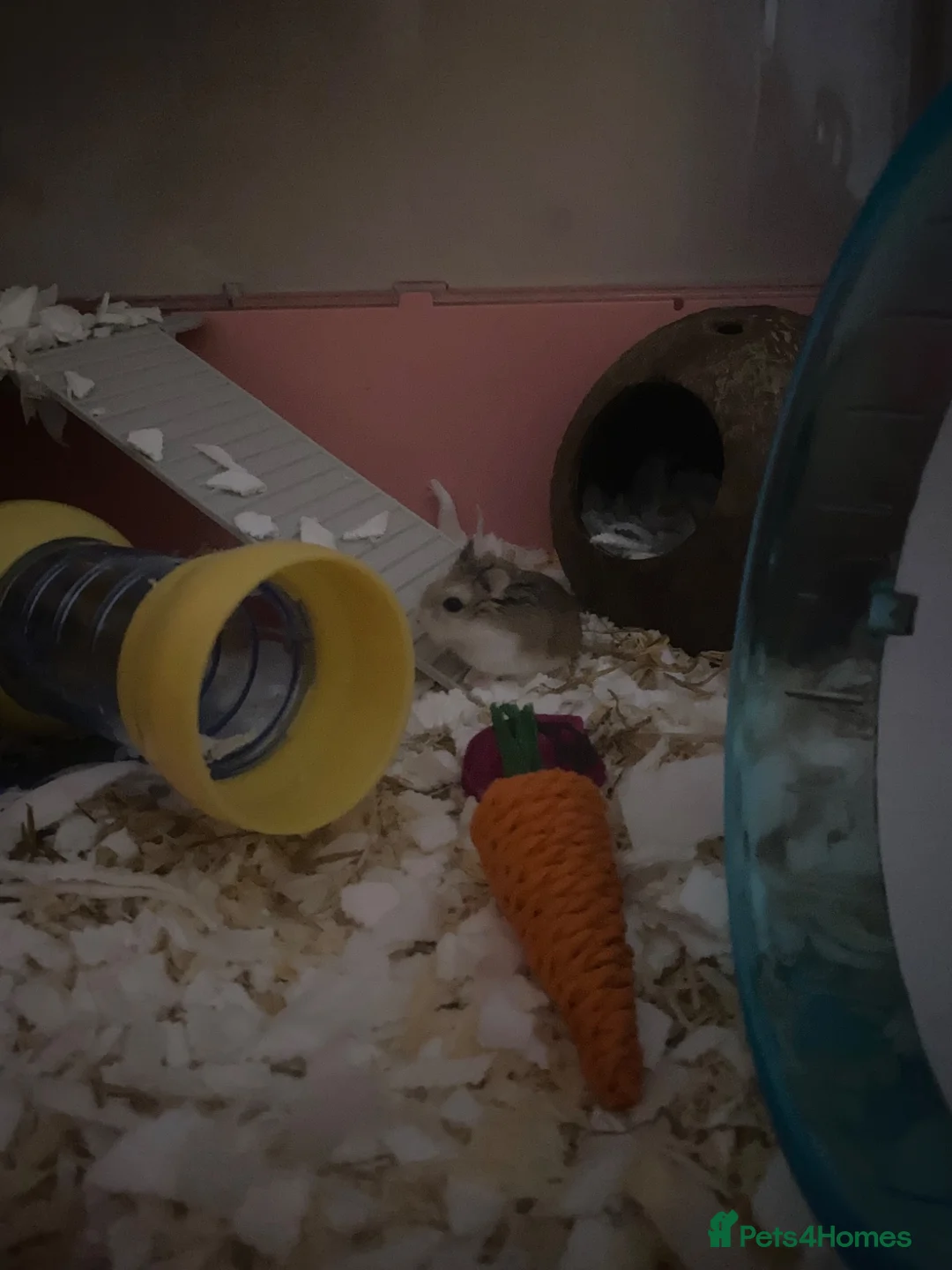 Hamster rodents for sale: Roborovski dwarf hamster looking for forever home! in Boston - Advert 2