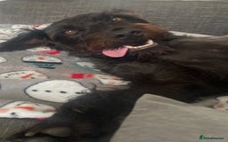 Patterdale Terrier dogs for sale: Patterdale terrier needs loving home  - Image 2