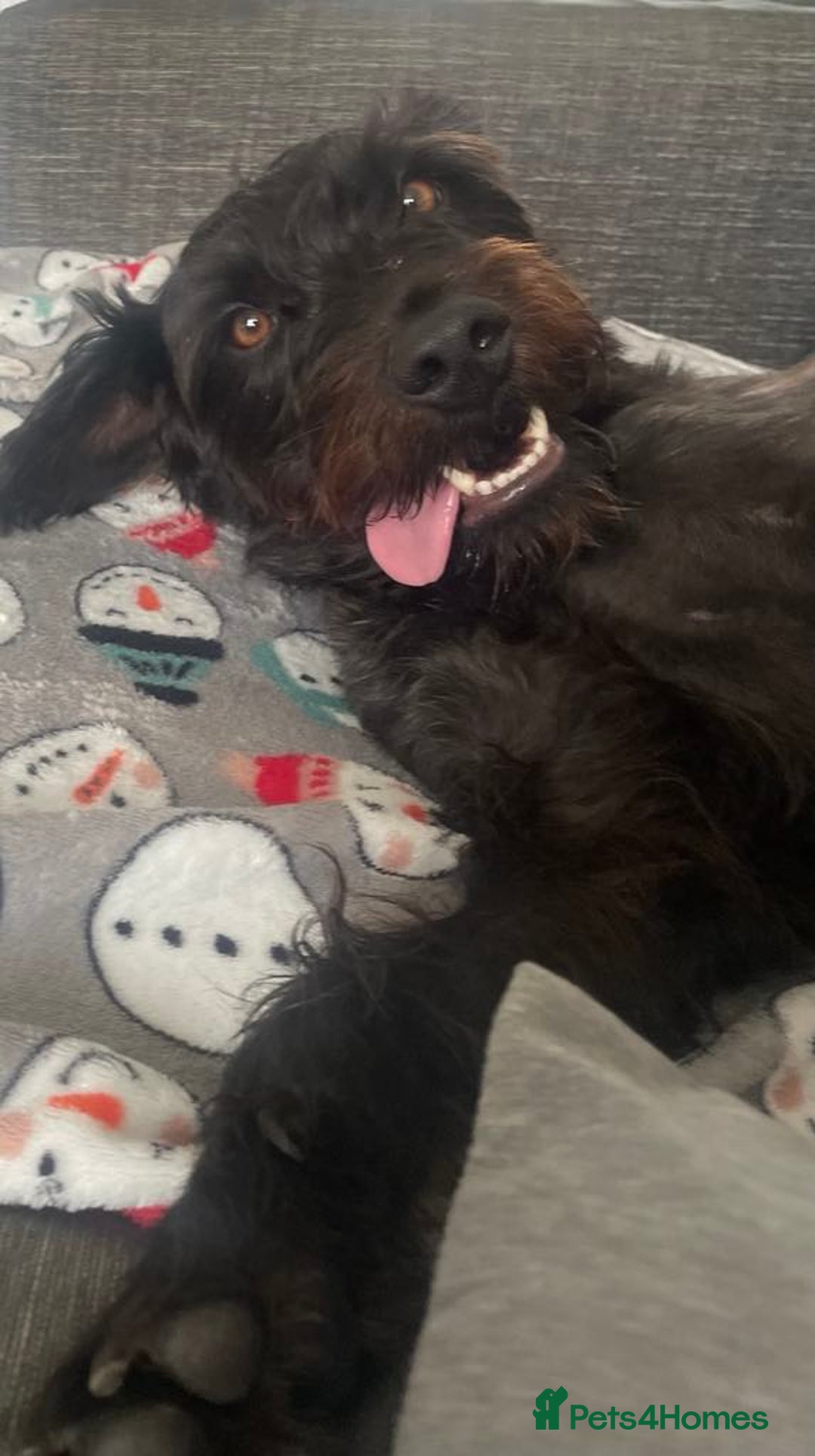 Patterdale Terrier dogs for sale: Patterdale terrier needs loving home  - Image 2