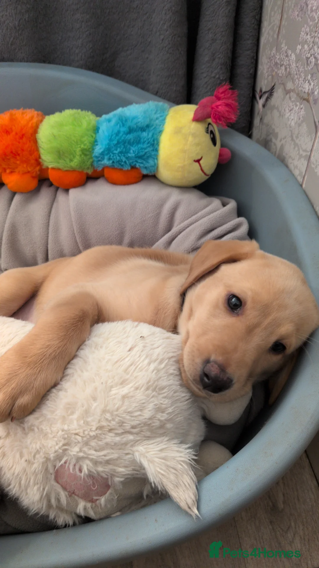 Labrador Retriever dogs for sale: KC Labrador Ready now with essentials for a puppy. - Advert 9