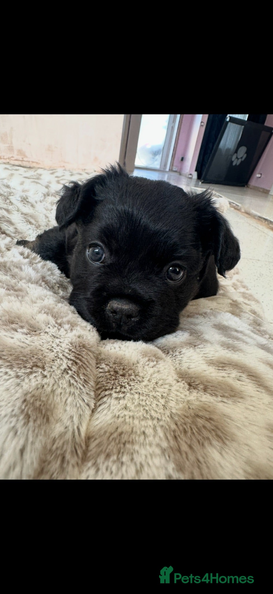 French Bulldog dogs Fluffy Frenchies - Advert 2