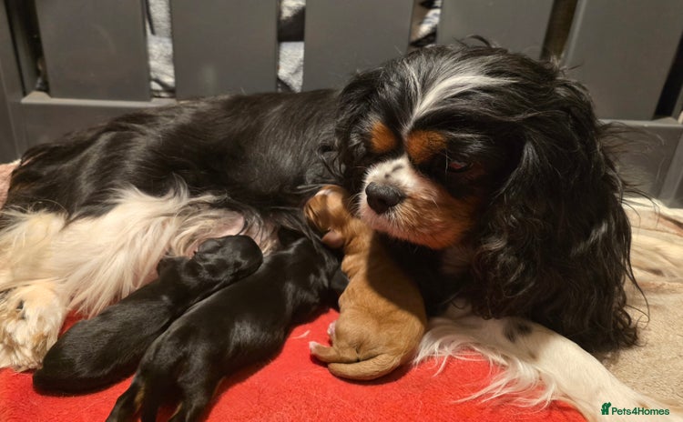 Cavalier King Charles Spaniel dogs - Advert 1