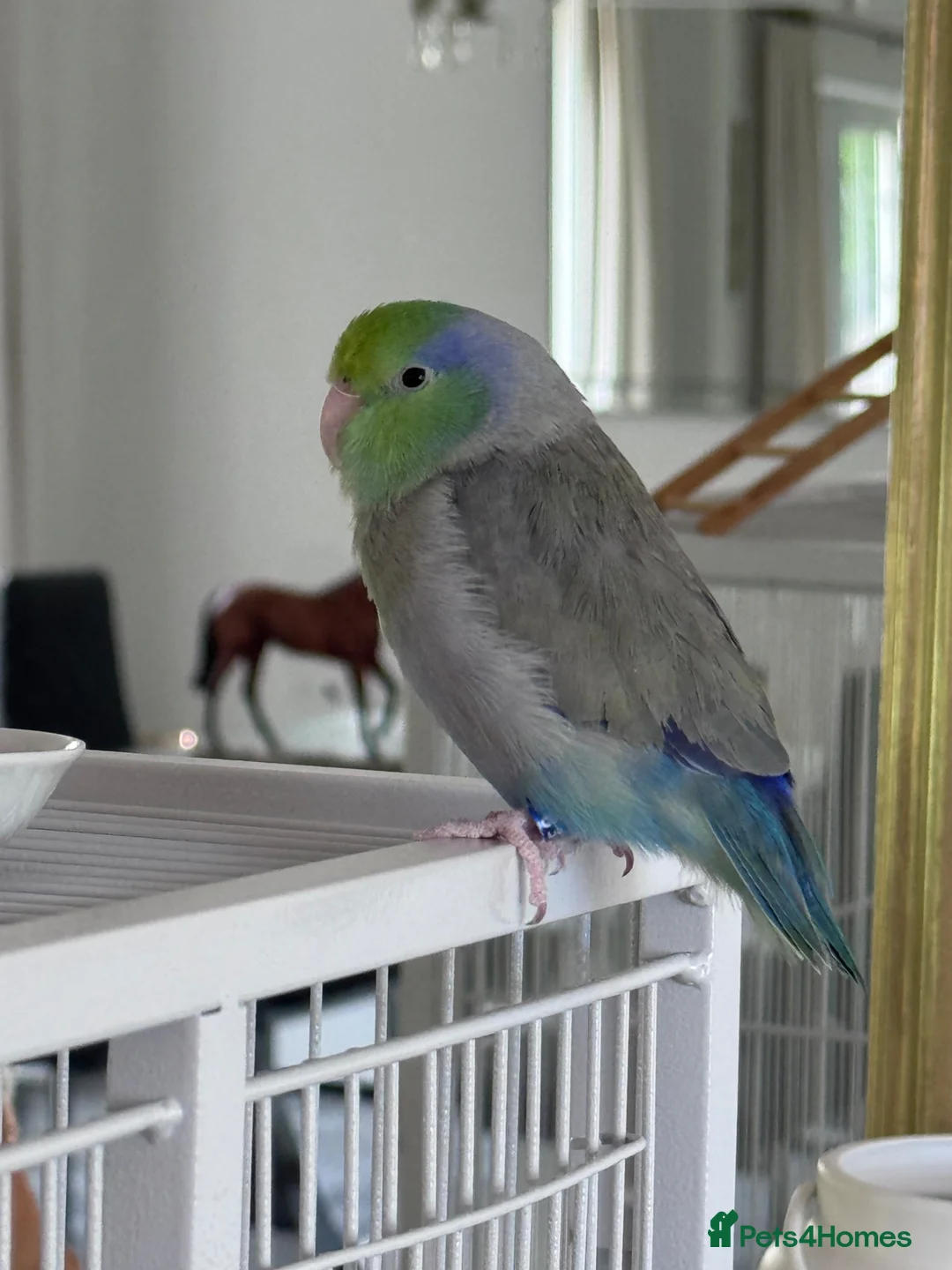 Budgerigars birds for sale: Tame Male Pacific Parrotlet  - Advert 5
