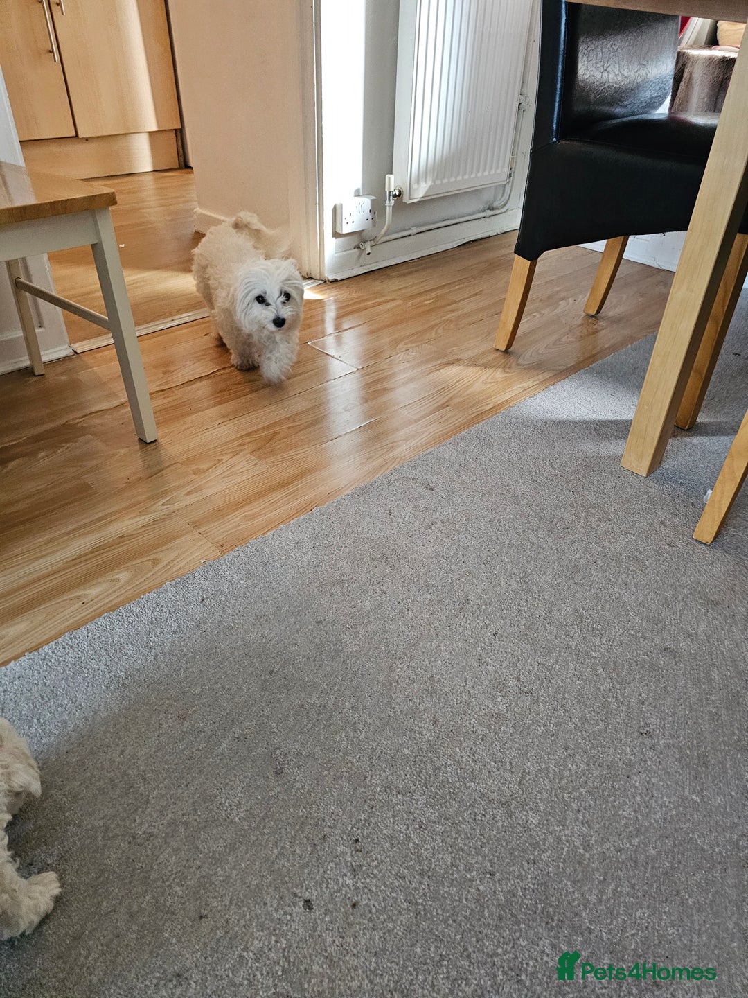 Bichon Frise dogs for sale: Bichon frise - Image 3