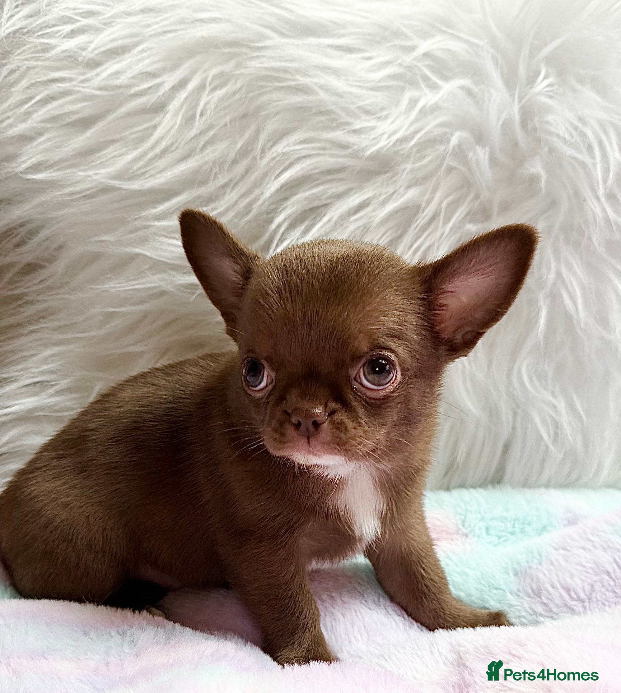 Chihuahua dogs Chihuahua girls  - Advert 4