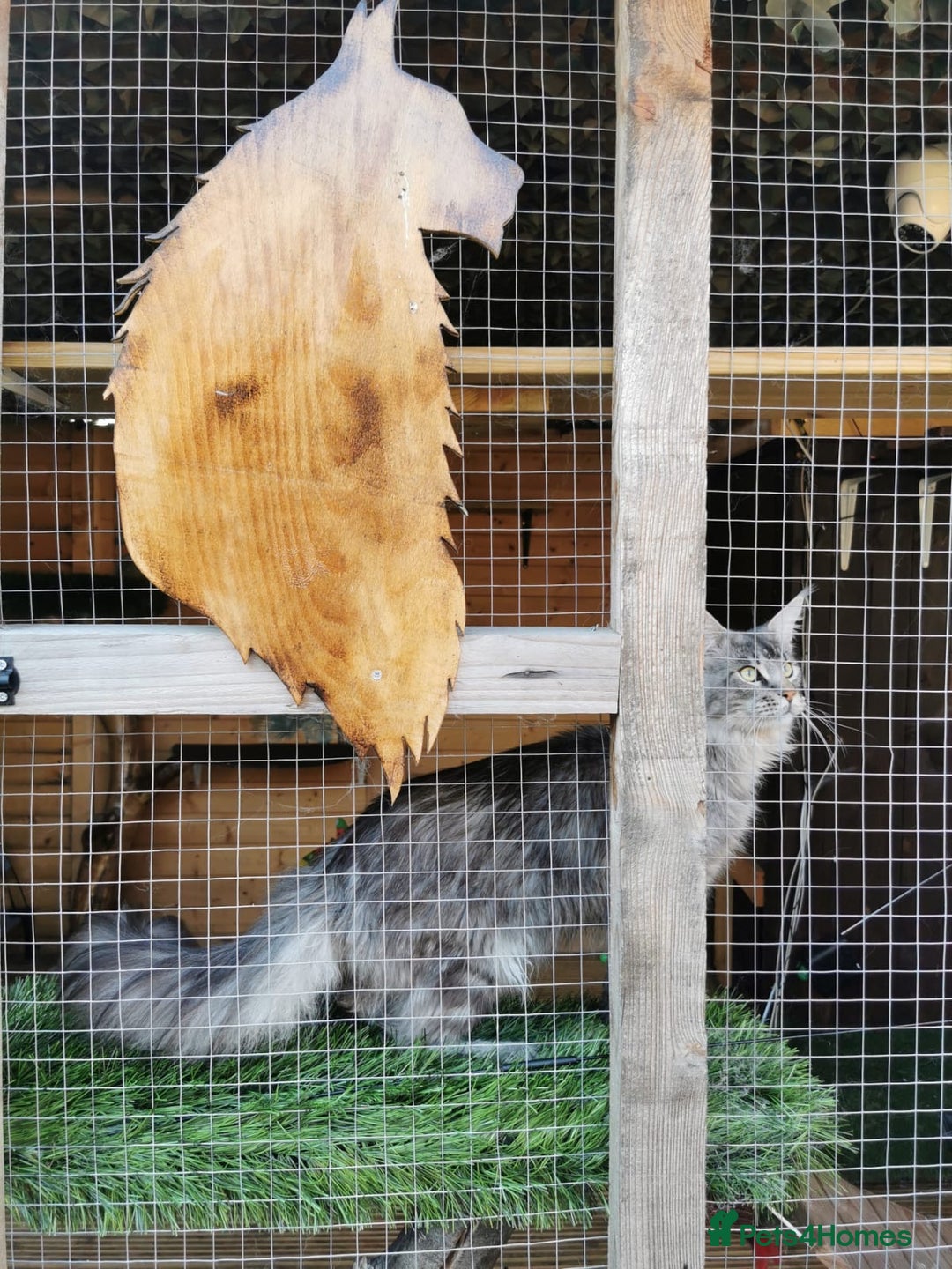 Maine Coon cats for stud: Active Tica duel Gccf Maine Coons in Grantham - Image 3