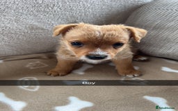 Jack Russell dogs for sale: beautiful jack Russell puppies - Image 5