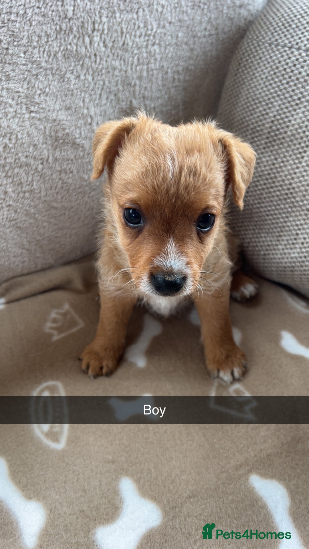 Jack Russell dogs for sale: beautiful jack Russell puppies - Image 5
