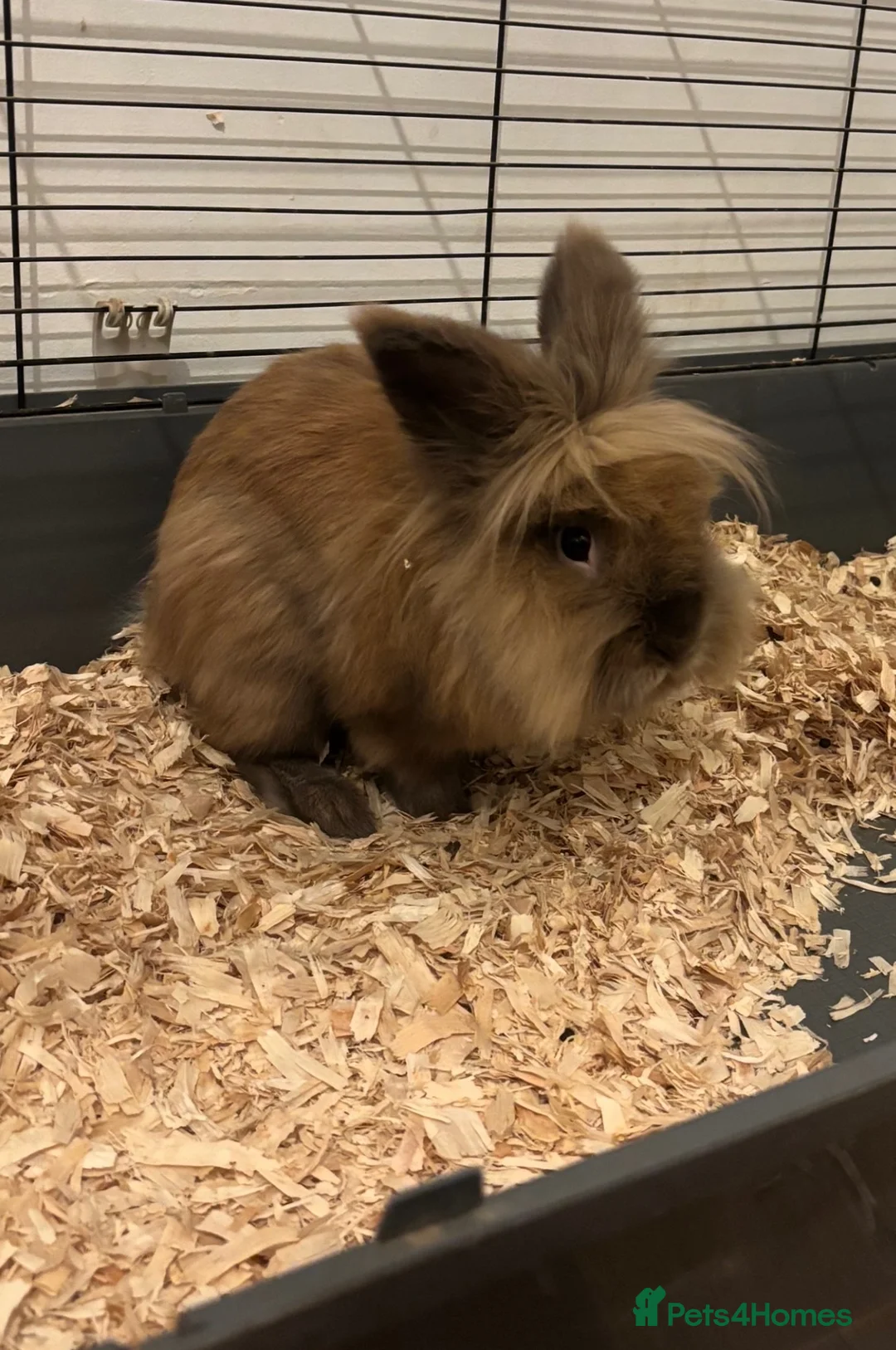 Lionhead rabbits for sale: Lionhead rabbits - Advert 1