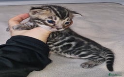 Bengal cats for sale: Pedigree Health Tested TICA Bengal Kittens - Image 6