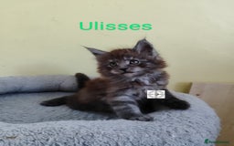 Maine Coon cats for sale: Absolutelly gorgeous kittens  - Image 22