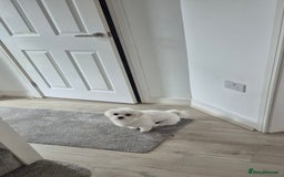 Maltese dogs for sale: Adorable toilet trained Maltese male  - Image 1