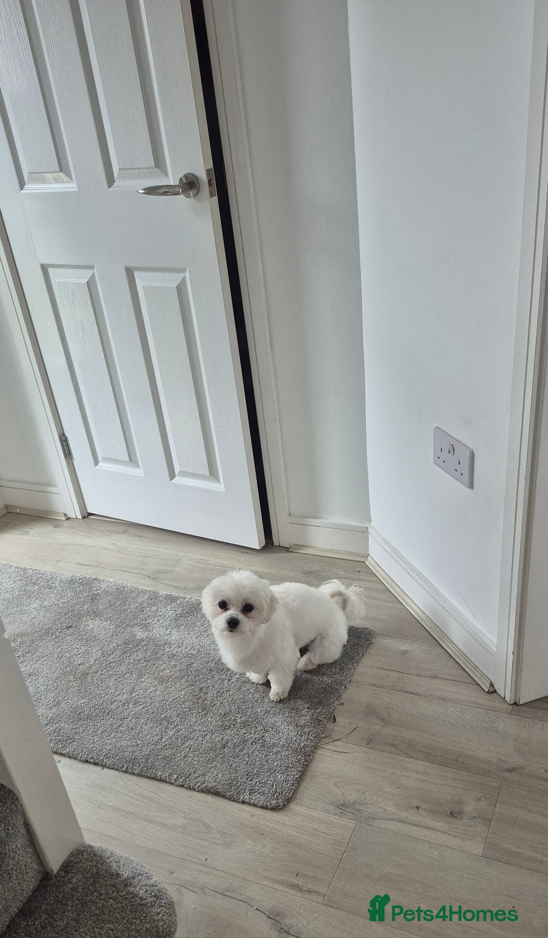 Maltese dogs for sale: Adorable toilet trained Maltese male  - Image 1