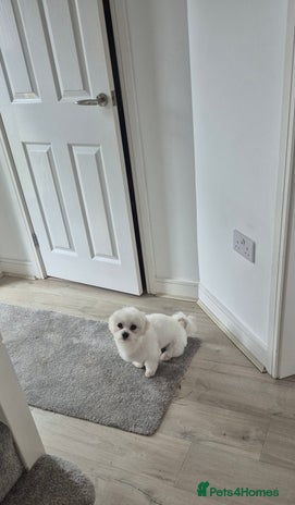 Maltese dogs - Advert 1