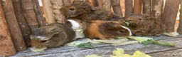 Guinea Pig rodents for sale: Abyssinian/ long-haired babies - Advert 26