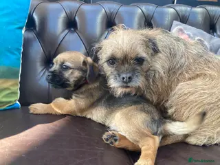 Border Terrier dogs Border Terrier Dog Puppy - Advert 9