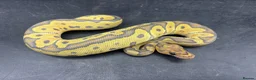 Python Snake reptiles for sale: Ball pythons for sale  - Advert 4