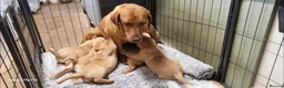 Labrador Retriever dogs for sale: Golden labrador pups - Advert 4