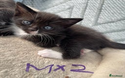 Mixed Breed cats for sale: Half british shorthair kitten - Image 2