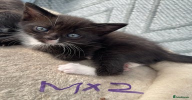 Mixed Breed cats - Advert 2
