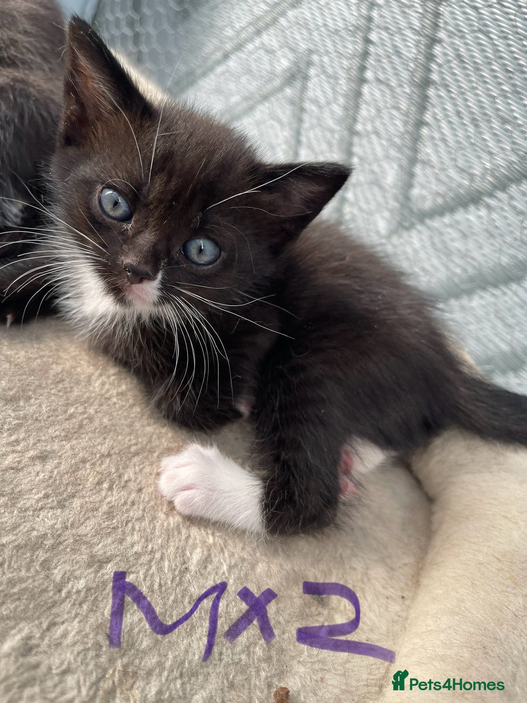 Mixed Breed cats for sale: Half british shorthair kitten - Image 2