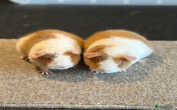 Guinea Pig rodents for sale: Teddy Guinea pigs  - Image 3