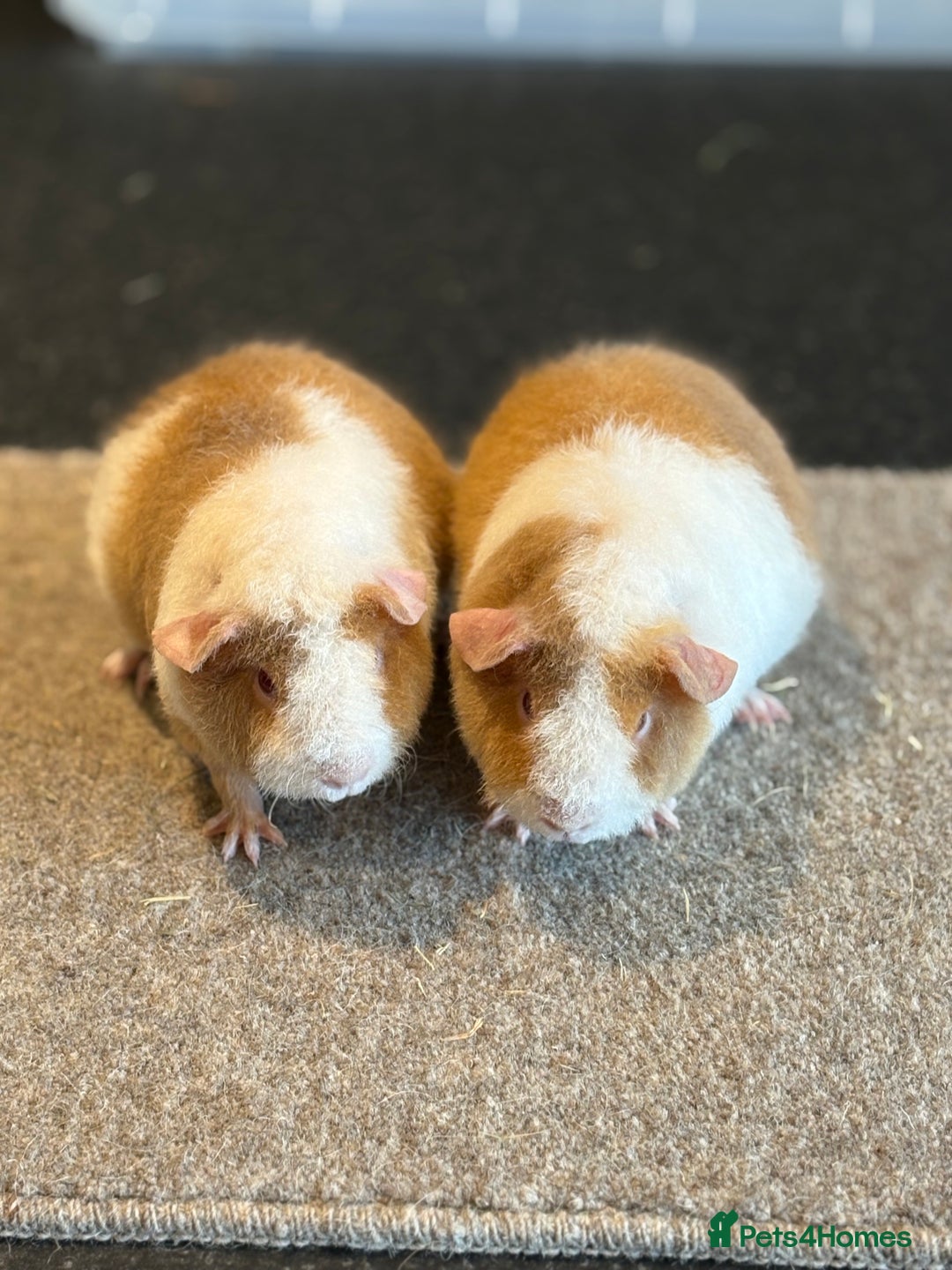 Guinea Pig rodents for sale: Teddy Guinea pigs  - Image 3