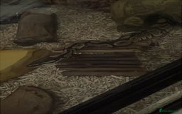 Python Snake reptiles for sale: Royal python and tank  - Image 1