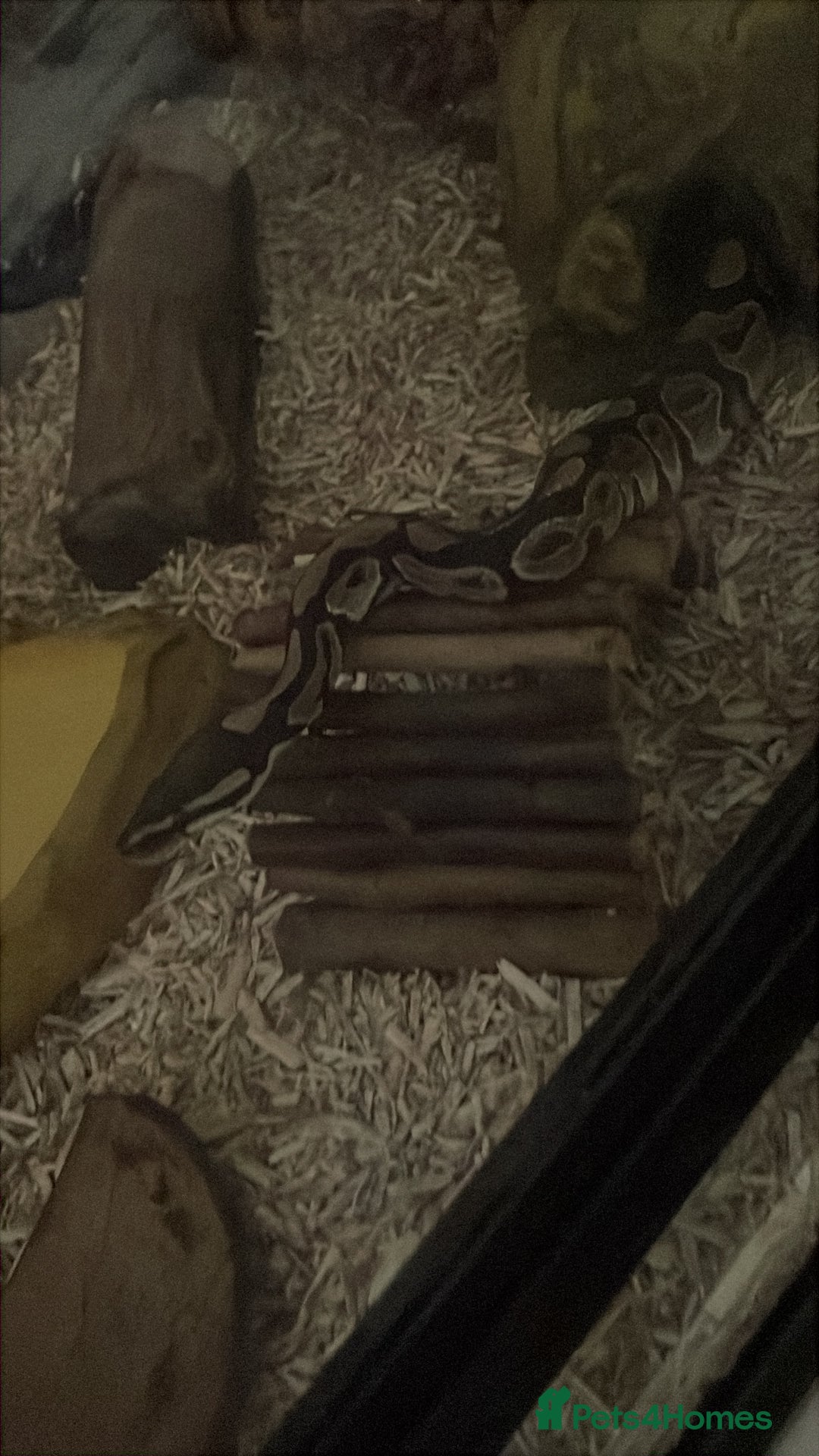 Python Snake reptiles for sale: Royal python and tank  - Image 1