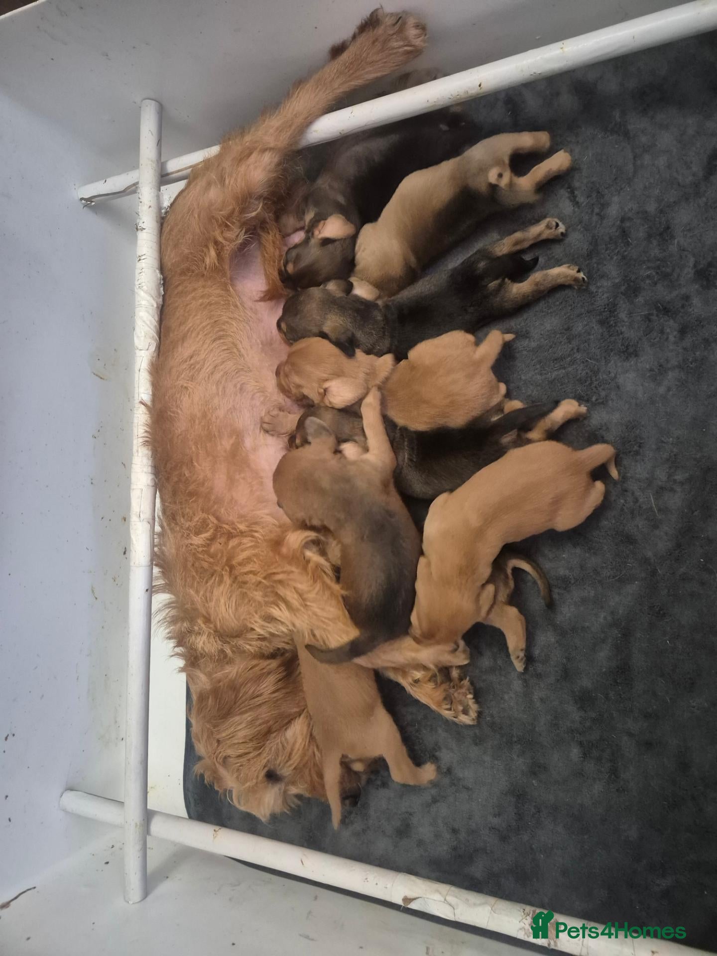 Basset Fauve De Bretagne dogs Basset fauve de bretagne puppies for sale - Advert 8