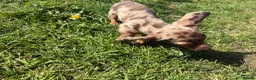 Miniature Dachshund dogs for sale: Last girl & boy left - Isabella & Tan dapple - Advert 11