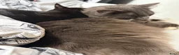 Mixed Breed cats for sale: Rambo  in Keighley - Advert 8