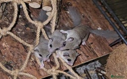 Mixed Breed rodents for sale: Micro Squirrels (African Pygmy Dormice) - Image 1