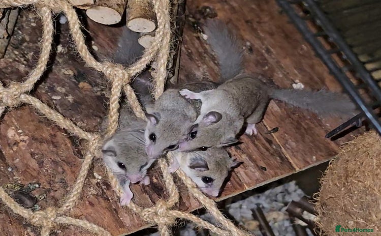 Mixed Breed rodents - Advert 3