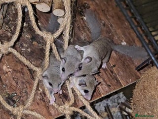 Mixed Breed rodents - Advert 2