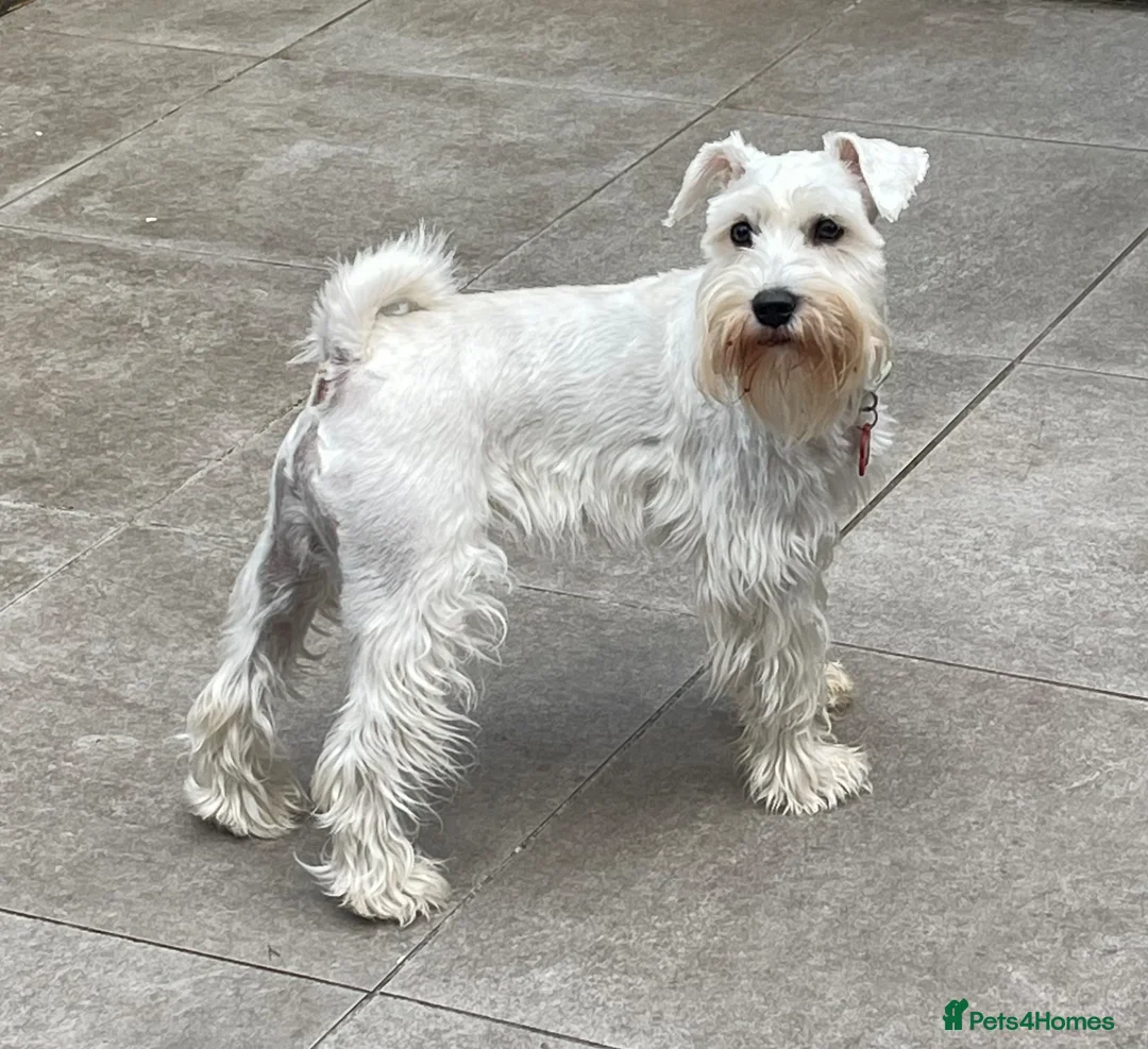Miniature Schnauzer dogs for sale: WHITE MINIATURE SCHNAUZERS  in London - Advert 30