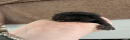 Mixed Breed cats for sale: 1 female all black kitten  - Advert 7