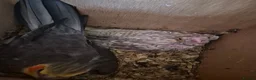 Mixed Breed birds for sale: Birds  - Advert 10