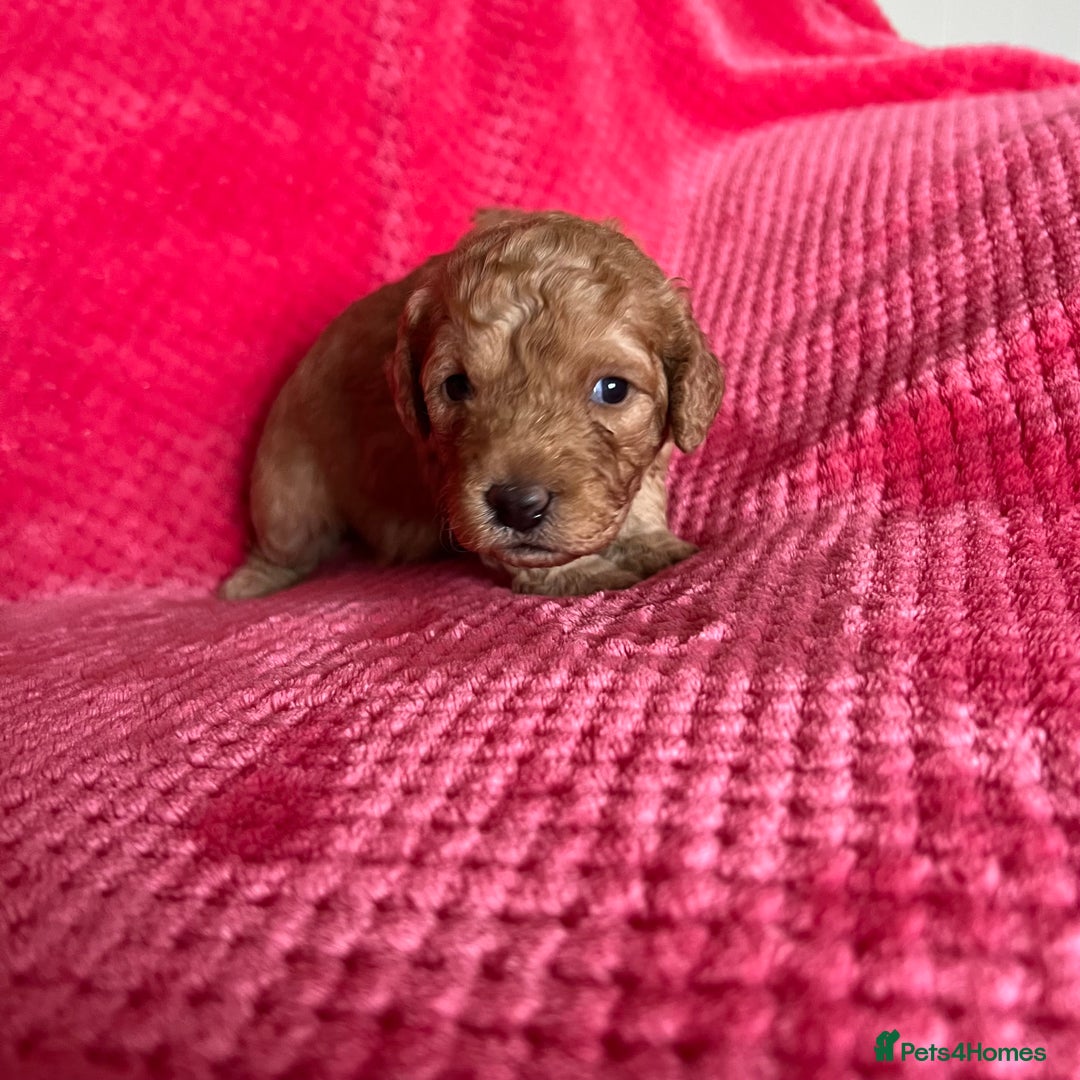 Australian Labradoodle dogs for sale: Fib Labradoodle puppies - Advert 27