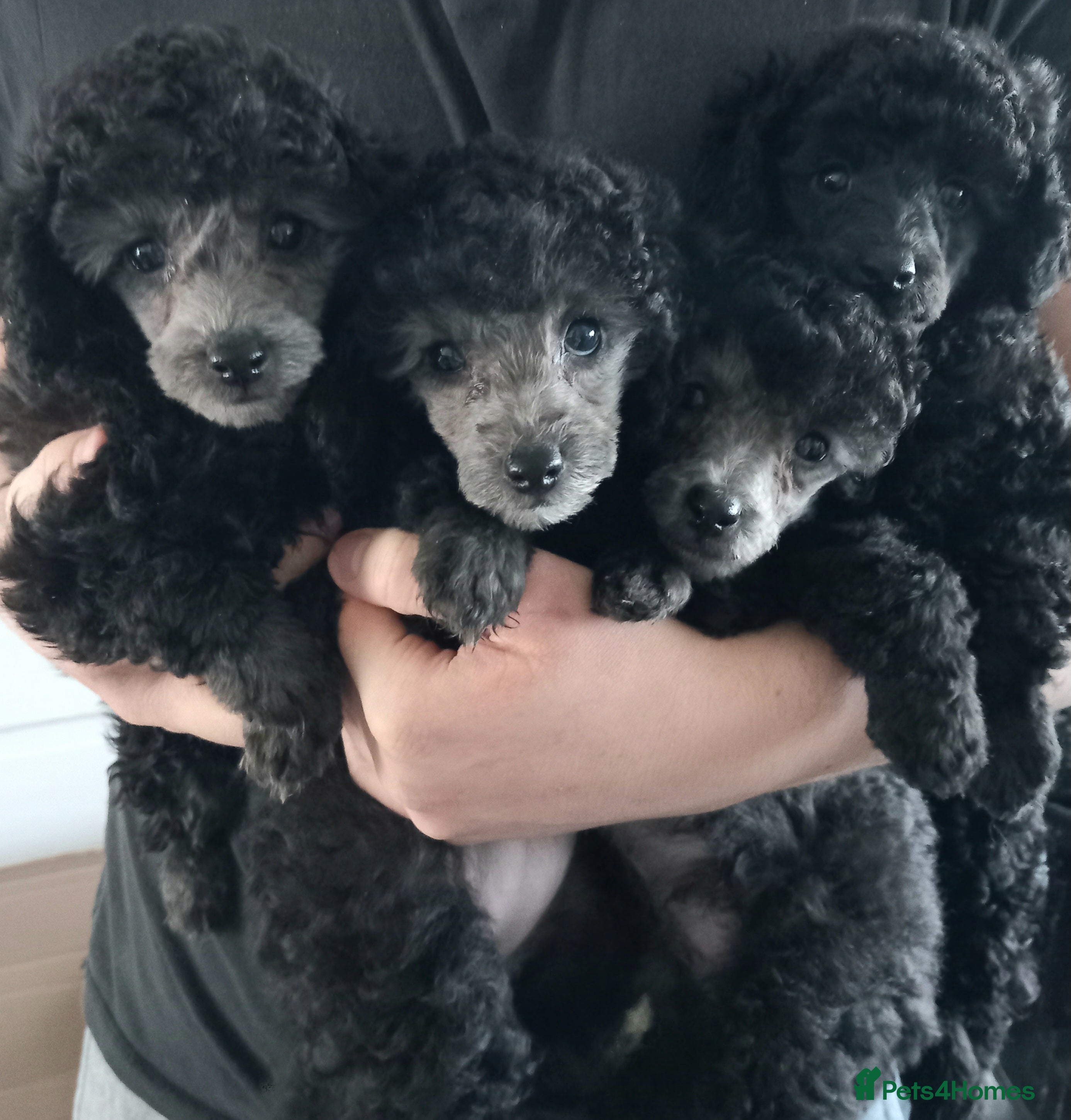 Toy Poodle dogs *READY NOW*TINY KC FULL PEDIGREE TOY POODLES* - Advert 5