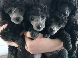 Toy Poodle dogs *READY NOW*TINY KC FULL PEDIGREE TOY POODLES* - Advert 5
