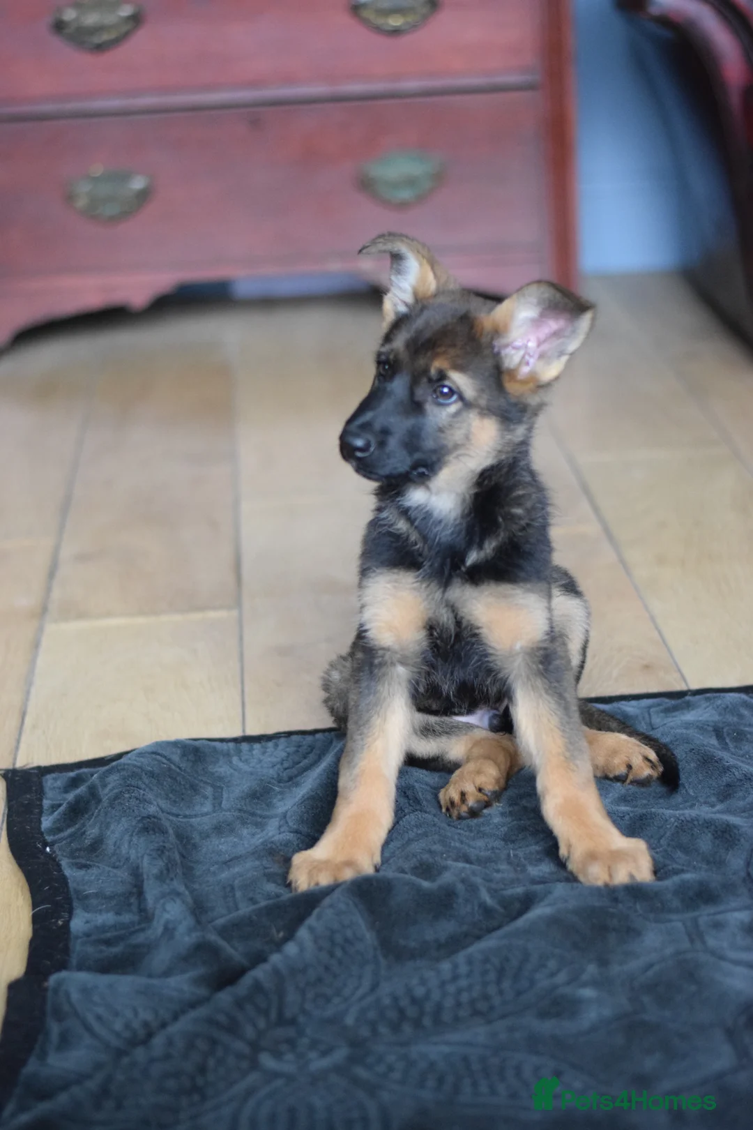German Shepherd dogs for sale: Shorthaired German Shepherd  - Advert 41